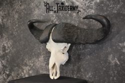 African Cape Buffalo taxidermy skull for sale SKU 1932 - Image 5
