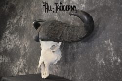 African Cape Buffalo taxidermy skull for sale SKU 1932 - Image 4
