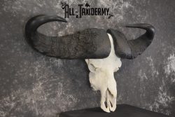 African Cape Buffalo taxidermy skull for sale SKU 1932 - Image 3