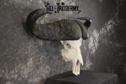 African Cape Buffalo taxidermy skull for sale SKU 1932 - Image 2