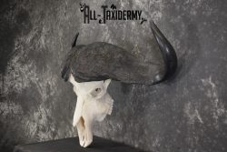African Cape Buffalo taxidermy skull for sale SKU 1934 - Image 4
