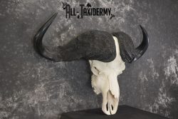 African Cape Buffalo taxidermy skull for sale SKU 1934 - Image 3