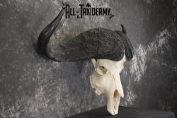 African Cape Buffalo taxidermy skull for sale SKU 1934 - Image 2