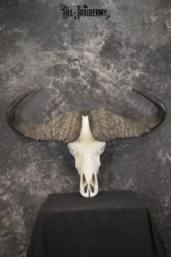 African Cape Buffalo taxidermy skull for sale SKU 1930