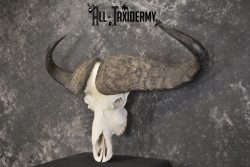 African Cape Buffalo taxidermy skull for sale SKU 1930 - Image 5