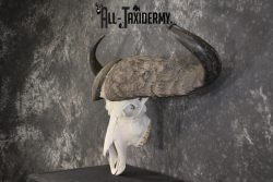 African Cape Buffalo taxidermy skull for sale SKU 1930 - Image 4
