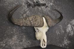 African Cape Buffalo taxidermy skull for sale SKU 1930 - Image 3