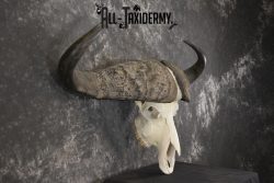 African Cape Buffalo taxidermy skull for sale SKU 1930 - Image 2