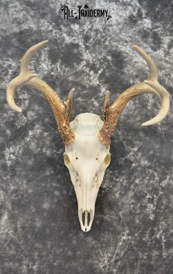 Whitetail Deer European Taxidermy mount for sale SKU 1031