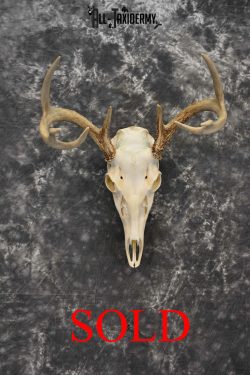Whitetail Deer European Taxidermy mount for sale SKU 1032