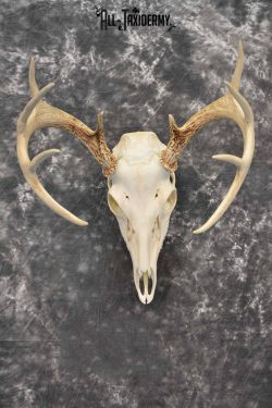Whitetail Deer European Taxidermy mount for sale SKU 1034