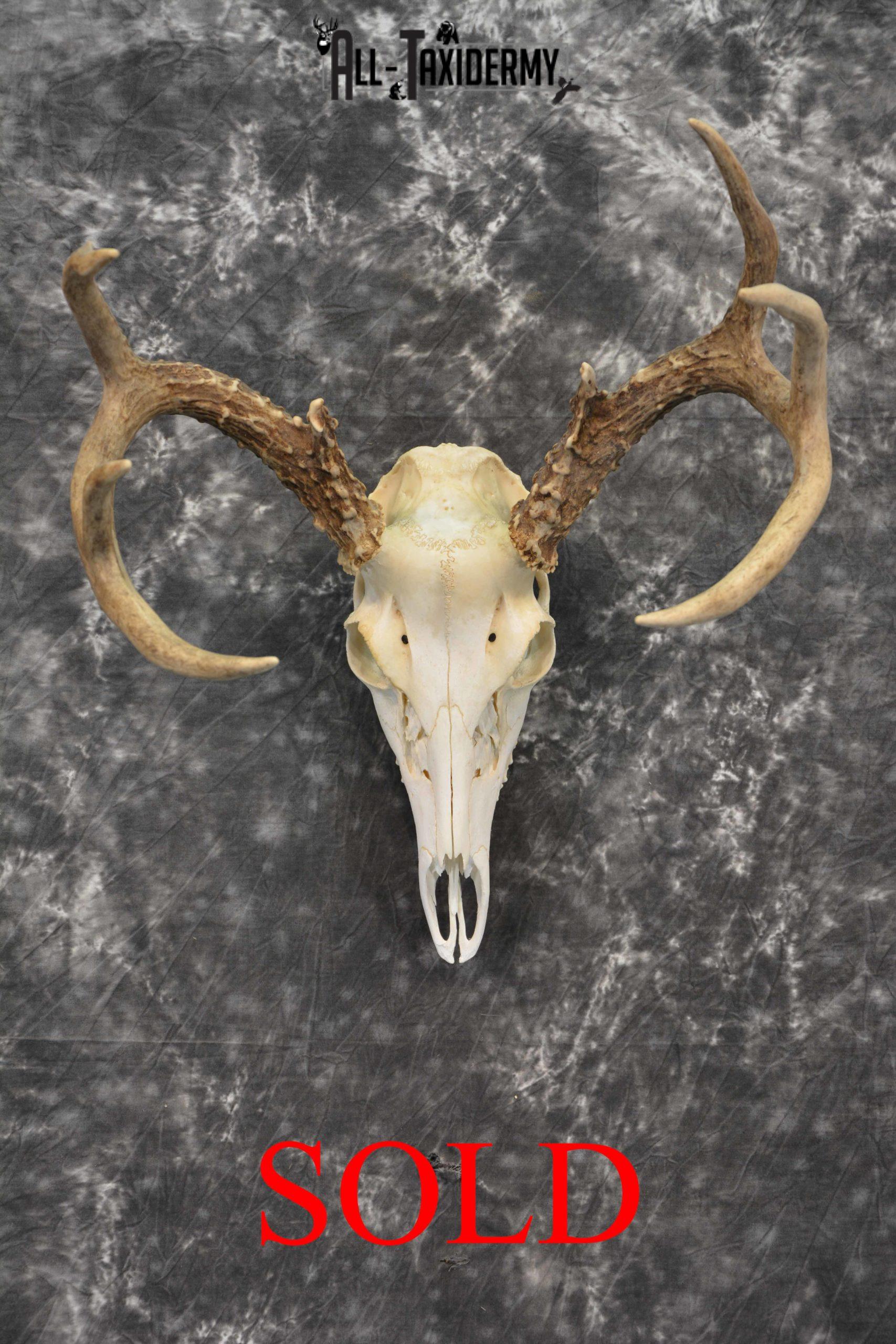 DSC_1934.0-scaled Whitetail Deer European Taxidermy mount for sale SKU 1035 - Image 1