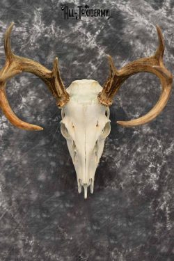 Whitetail Deer European Taxidermy mount for sale SKU 1038