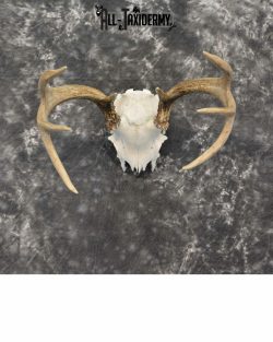Whitetail Deer European Taxidermy mount for sale SKU 1037