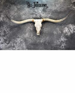 Texas longhorn taxidermy skull for sale SKU 1055
