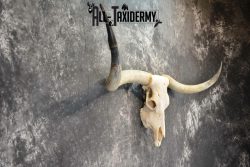 Texas longhorn taxidermy skull for sale SKU 1055 - Image 2