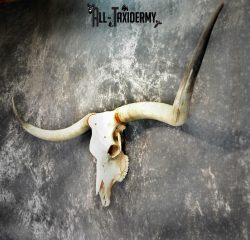 Texas longhorn taxidermy skull for sale SKU 1055 - Image 3