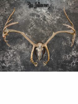 Caribou Antlers skull plaque taxidermy for sale SKU 1026