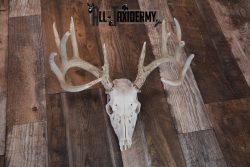 Whitetail Deer European skull mount for sale SKU 1207 - Image 2