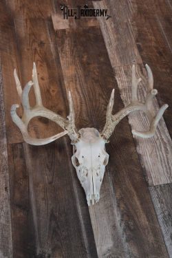 Whitetail Deer European skull mount for sale SKU 1207