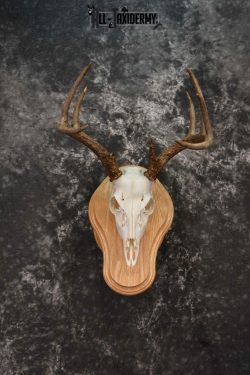 Whitetail deer European skull mounted to solid oak plaque for sale SKU 1223