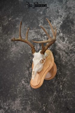 Whitetail deer European skull mounted to solid oak plaque for sale SKU 1223 - Image 2