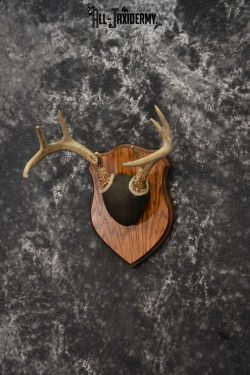 Whitetail antler base plaque for sale SKU 1225 - Image 2