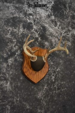 Whitetail antler base plaque for sale SKU 1225 - Image 3