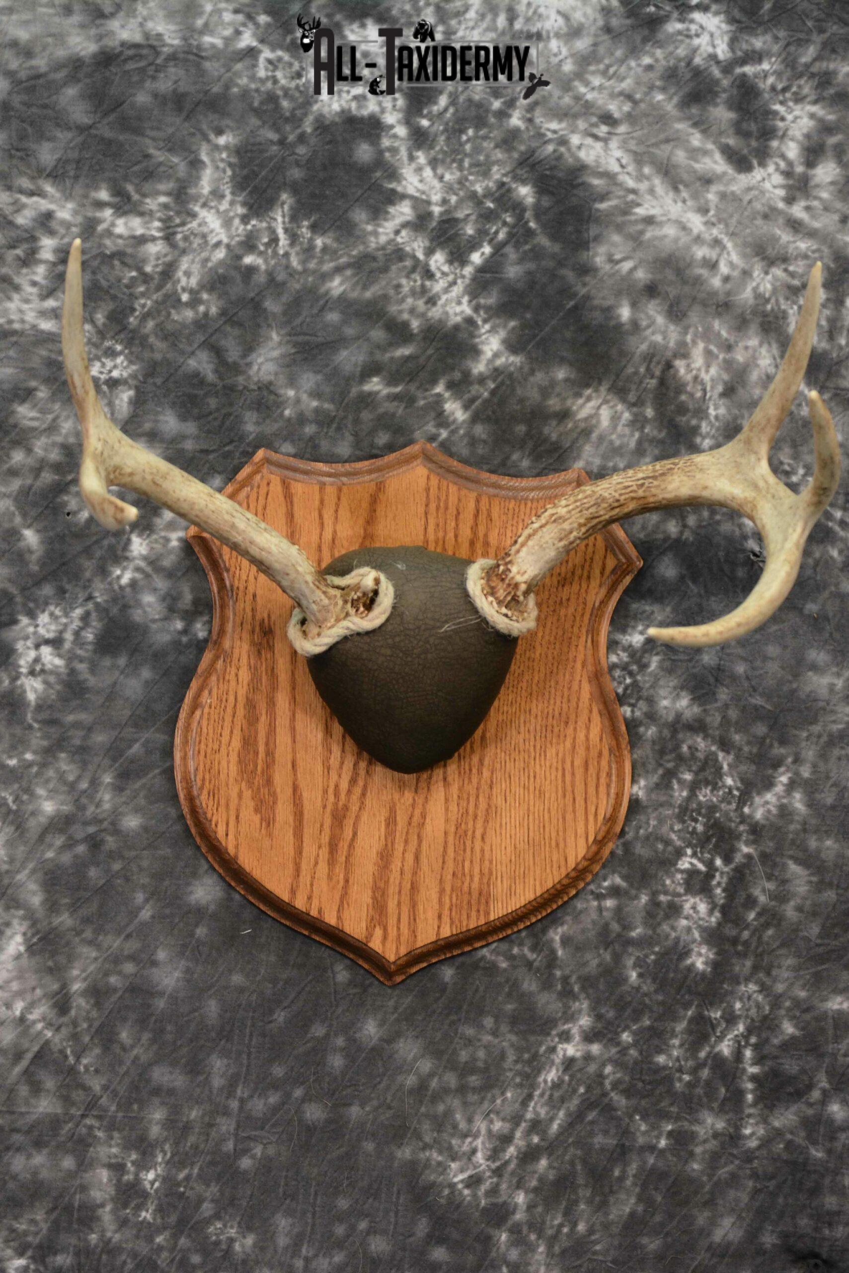 DSC_3292-e1570623415264-scaled Whitetail antler base plaque for sale SKU 1226 - Image 1