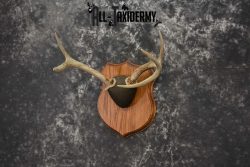 Whitetail antler base plaque for sale SKU 1226 - Image 2