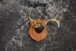 Whitetail antler base plaque for sale SKU 1226 - Image 3