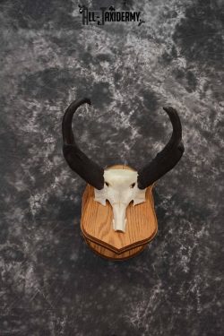 Pronghorn Antelope taxidermy horn skull cap for sale SKU 1244