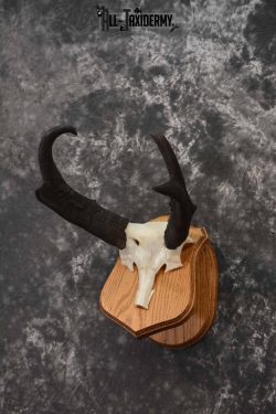 Pronghorn Antelope taxidermy horn skull cap for sale SKU 1244 - Image 2
