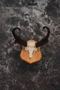 Pronghorn Antelope taxidermy horn skull cap for sale SKU 1243