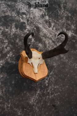 Pronghorn Antelope taxidermy horn skull cap for sale SKU 1243 - Image 3