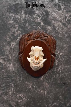 Russian Boar front half skull mount for sale SKU 1198