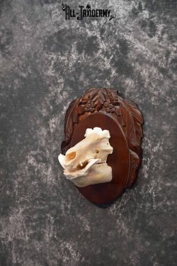 Russian Boar front half skull mount for sale SKU 1198 - Image 2