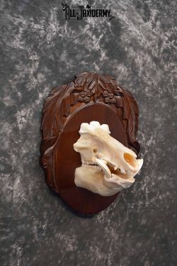 Russian Boar front half skull mount for sale SKU 1198 - Image 4