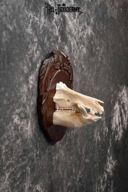 Russian Boar front half skull mount for sale SKU 1198 - Image 5