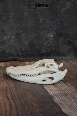 Alligator Skull for Sale SKU 1286