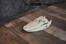 Alligator Skull for Sale SKU 1286 - Image 2