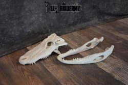 Alligator Skull for Sale SKU 1286 - Image 3