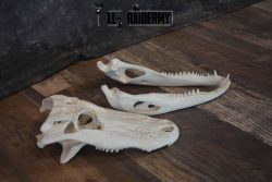 Alligator Skull for Sale SKU 1286 - Image 6