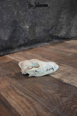 Coyote Skull with Jaw Set SKU 1309 - Image 2