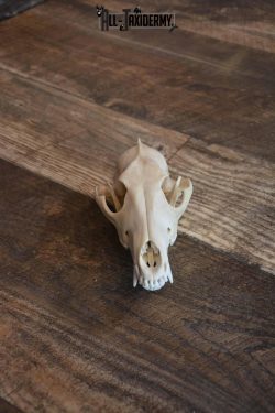 Coyote Skull with Jaw Set SKU 1309 - Image 3