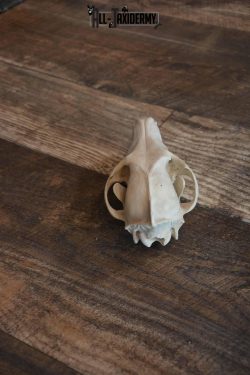 Coyote Skull with Jaw Set SKU 1309 - Image 4