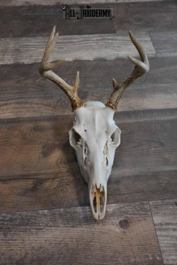 Whitetail Deer European Skull for Sale SKU 1313 - Image 2