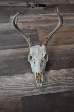 Whitetail Deer European skull 6 Pointer SKU 1312
