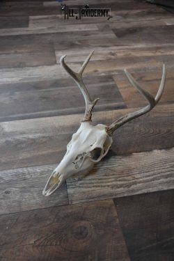 Whitetail Deer European skull 6 Pointer SKU 1312 - Image 2