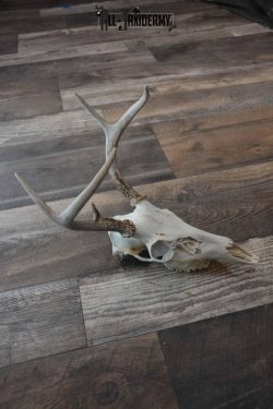 Whitetail Deer European skull 6 Pointer SKU 1312 - Image 3